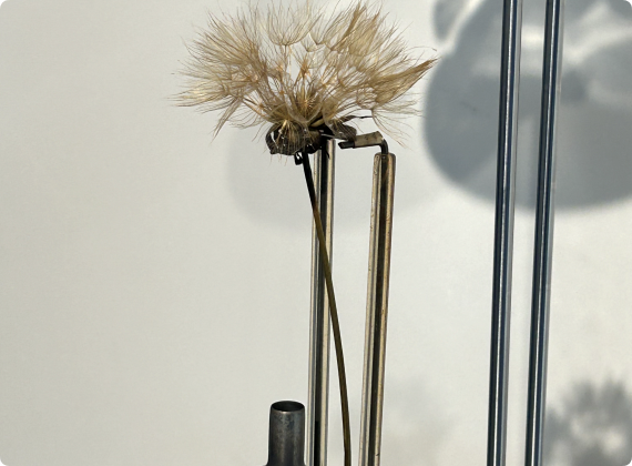 oeuvre SALSIFIS DOUTEUX de Vivien Roubaud à l'exposition Capture #2 au pavillon - eclosion d'un salsifis dans une temporalité surnaturelle.